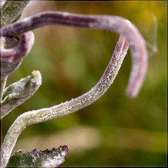 Podosphaera epilobii