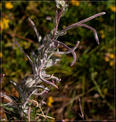 Podosphaera epilobii