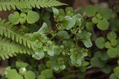 Chrysosplenium ramosum