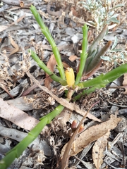 Tecticornia triandra