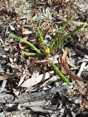 Tecticornia triandra