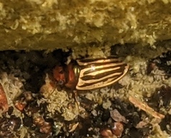 Agabus disintegratus