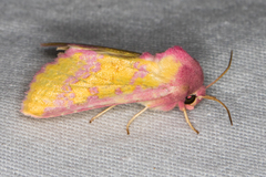 Psectrotarsia suavis