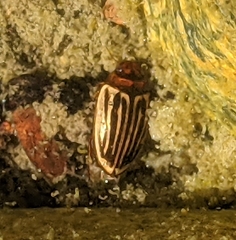 Agabus disintegratus