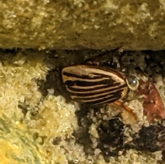 Agabus disintegratus