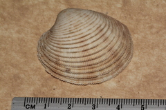Antigona laqueata