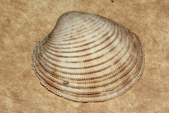 Antigona laqueata
