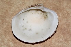 Antigona laqueata