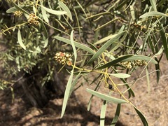 Santalum acuminatum