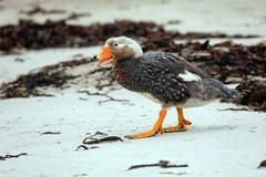 Tachyeres brachypterus