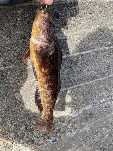 Spotty-bellied greenling (Hexagrammos agrammus) — Hexagrammidae