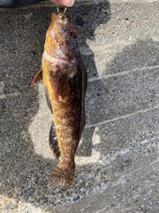 Hexagrammos agrammus
