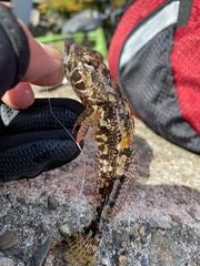 Pseudoblennius cottoides