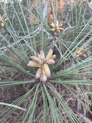 Pinus torreyana