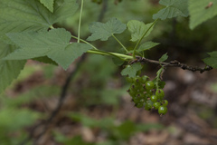 Ribes mandshuricum