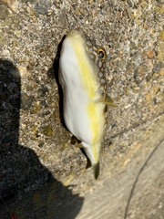 Takifugu flavipterus