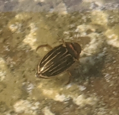 Agabus disintegratus