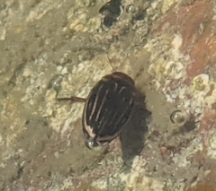 Agabus disintegratus