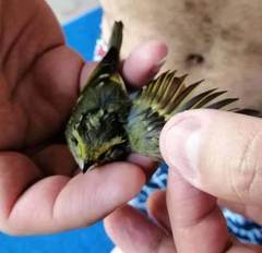 Phylloscopus proregulus