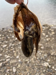 Amphioctopus fangsiao