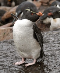 Southern Rockhopper Penguin photo 1