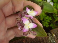 Tradescantia cerinthoides