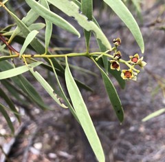 Santalum acuminatum