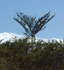 Afrocanthium mundianum