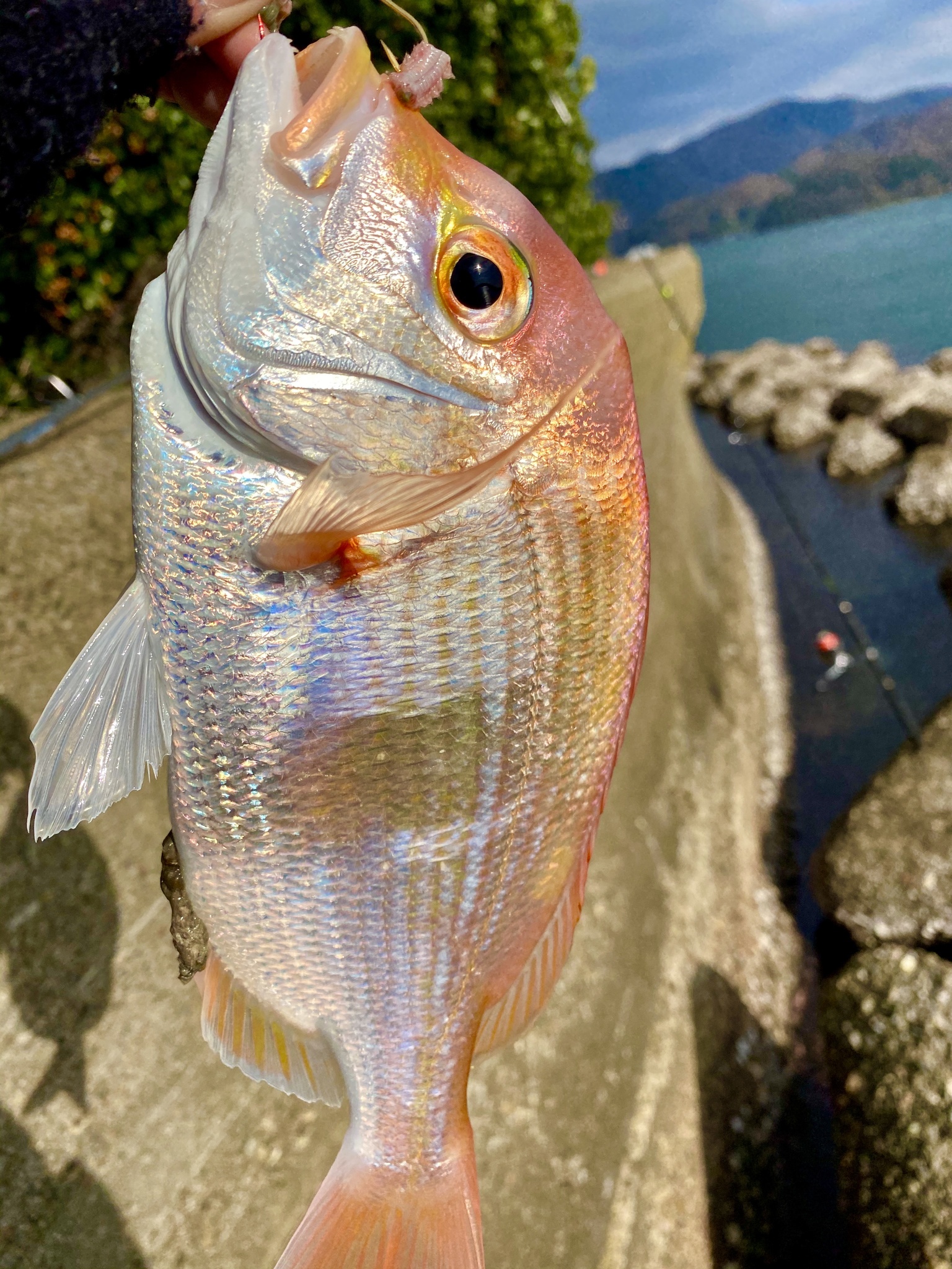 黃背牙鯛(盤仔魚) Dentex hypselosomus