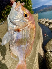 Dentex hypselosomus