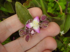 Tradescantia cerinthoides