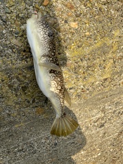 Takifugu flavipterus