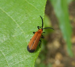 Trichalus