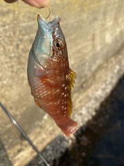 Pseudolabrus sieboldi