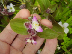 Tradescantia cerinthoides