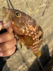 Epinephelus akaara