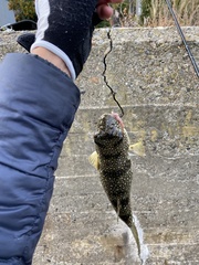 Takifugu flavipterus