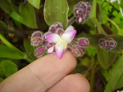 Tradescantia cerinthoides