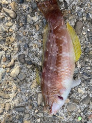 Pseudolabrus sieboldi