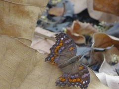 Precis octavia octavia