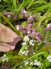 Tradescantia cerinthoides