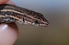 Tropidosaura gularis