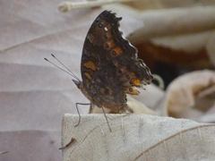 Precis octavia octavia