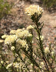 Cassinia laevis