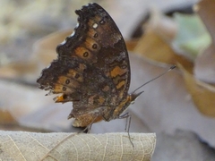 Precis octavia octavia