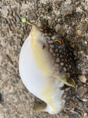 Takifugu flavipterus