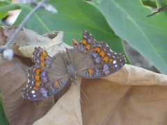 Precis octavia octavia