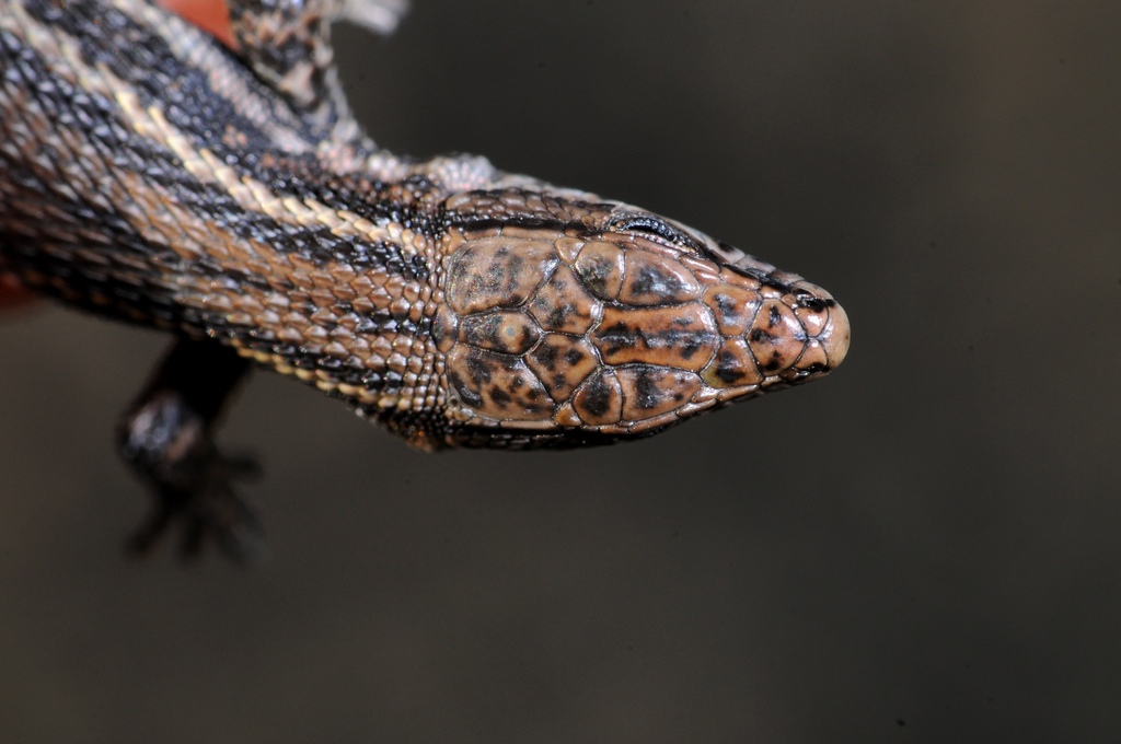 Cape Mountain Lizard