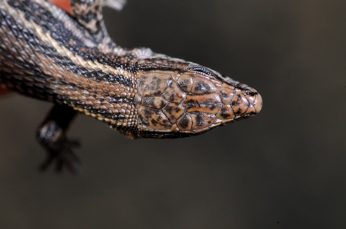 Cape Mountain Lizard
