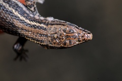 Tropidosaura gularis